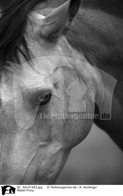 Welsh Pony / Welsh Pony / AA-01442.jpg