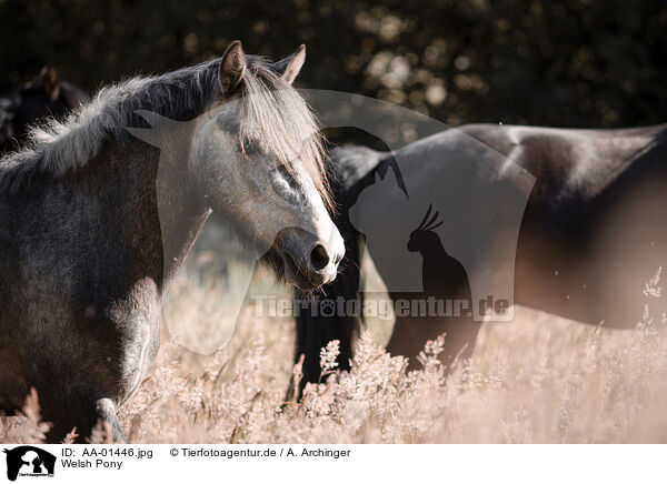 Welsh Pony / Welsh Pony / AA-01446.jpg