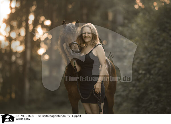 Welshpony / Welsh Pony / VL-01530