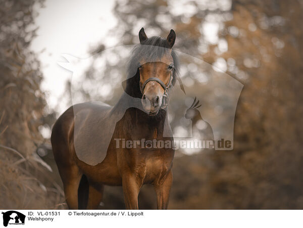 Welshpony / Welsh Pony / VL-01531