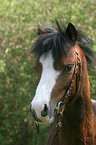 Welsh Pony