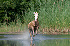 rennendes Welsh-Pony