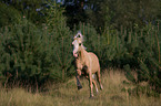 rennendes Welsh-Pony