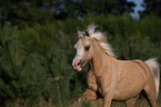 rennendes Welsh-Pony