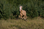 rennendes Welsh-Pony