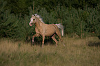 rennendes Welsh-Pony