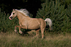 rennendes Welsh-Pony