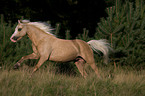 rennendes Welsh-Pony