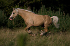 rennendes Welsh-Pony