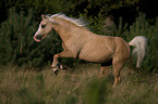 rennendes Welsh-Pony