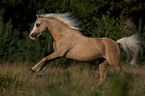 rennendes Welsh-Pony