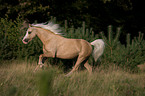 rennendes Welsh-Pony