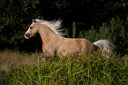 rennendes Welsh-Pony