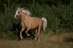 rennendes Welsh-Pony