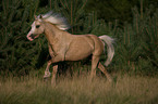 rennendes Welsh-Pony