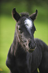 Welsh Pony Fohlen