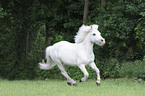 galoppierendes Welsh Pony