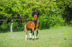 galoppierendes Welsh Pony