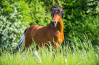 trabendes Welsh Pony