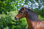 Welsh Pony Portrait