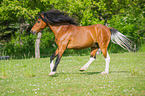 galoppierendes Welsh Pony