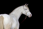 Welsh Pony Portrait