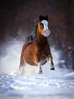 Welsh Pony rennt durch den Schnee