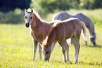 Welsh Pony