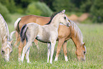 Welsh Pony