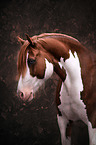 Welsh Pony Portrait