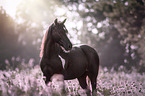 Welsh Pony