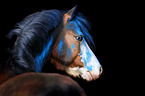 Welsh Pony mit Holi Farbe