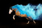 Welsh Pony mit Holi Farbe