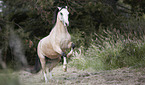 galoppierendes Welsh-Mountain-Pony