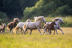 Herde Welsh Ponies
