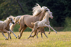 Herde Welsh Ponies