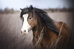 Welsh Pony im hohen Gras