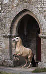 steigendes Welsh-Mountain-Pony