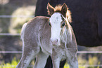 Welsh Fohlen