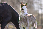 Welsh Fohlen