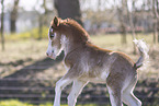 Welsh Fohlen