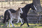 Welsh Fohlen