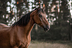 braunes Welsh Pony