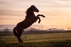 braunes Welsh Pony