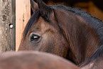 braunes Welsh Pony