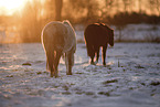 Welsh Pony Stuten