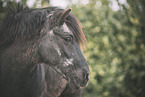 Welsh Pony
