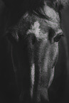 Welsh Pony