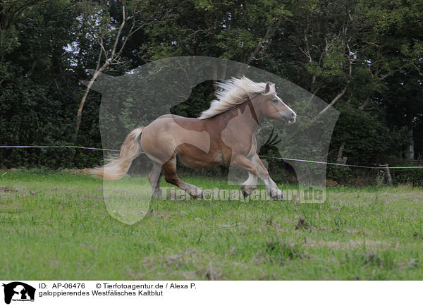 galoppierendes Westflisches Kaltblut / AP-06476