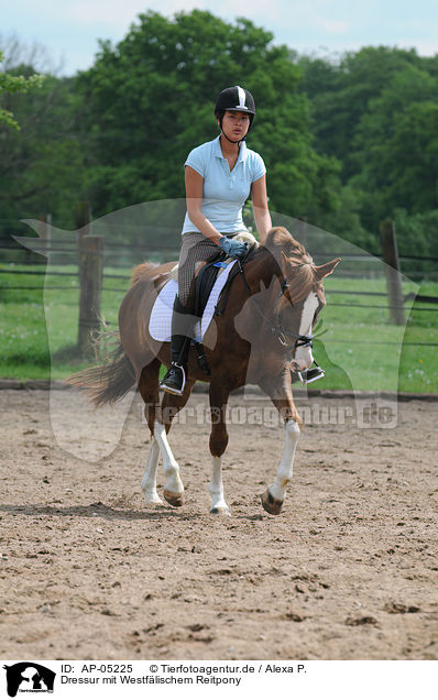 Dressur mit Westflischem Reitpony / woman riding a pony / AP-05225